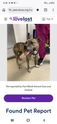 Reunited Female Dog last seen Mississippi Ave, Fort Worth, TX 76104