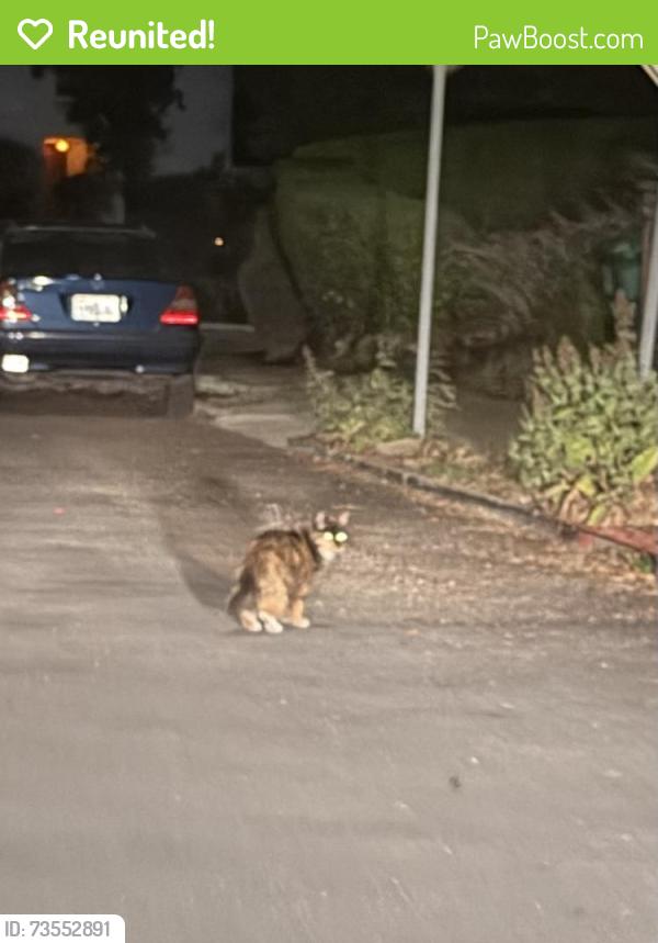 Reunited Unknown Cat last seen Shasta, Berkeley, CA 94708