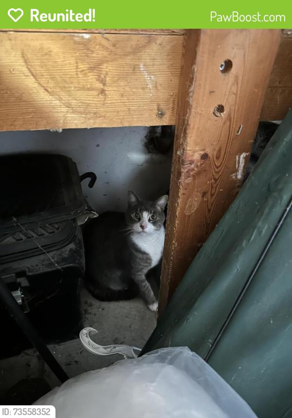 Reunited Unknown Cat last seen Griswold road., South Lyon, MI 48178
