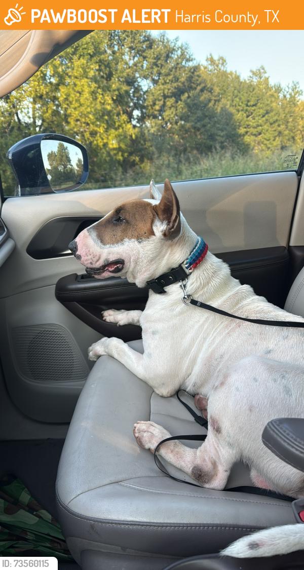 Found/Stray Male Dog last seen Jack Rd and 99, Harris County, TX 77433