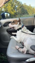 Found/Stray Male Dog last seen Jack Rd and 99, Harris County, TX 77433