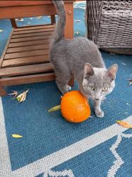 Found/Stray Male Cat last seen Jarvis and Odell in Edison Park, Chicago, IL 60631