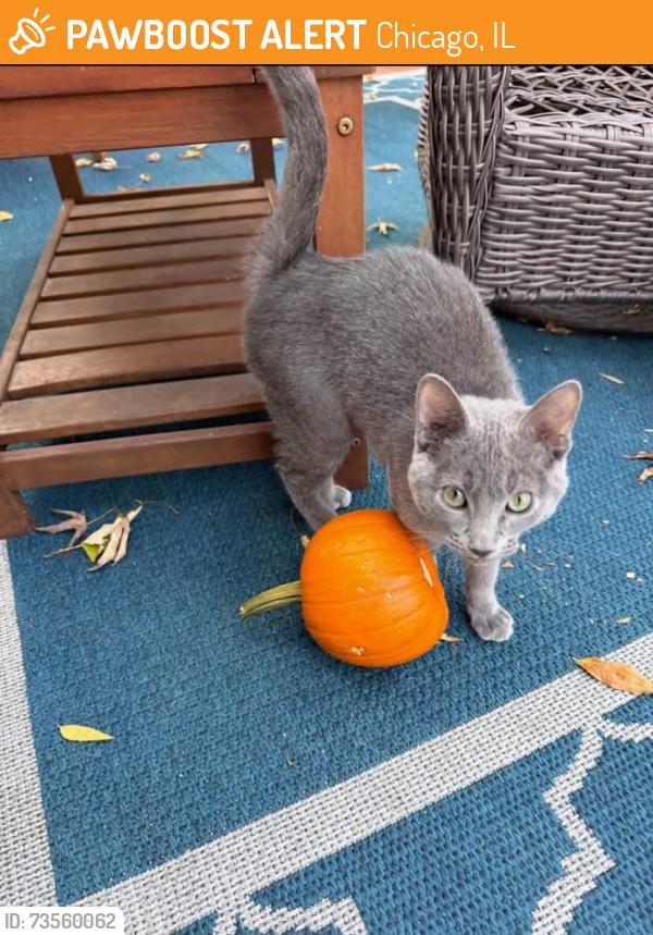 Found/Stray Male Cat last seen Jarvis and Odell in Edison Park, Chicago, IL 60631