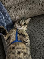 Lost Male Cat last seen Kurtz and Delaney, Dale City, VA 22193