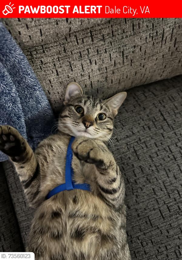 Lost Male Cat last seen Kurtz and Delaney, Dale City, VA 22193
