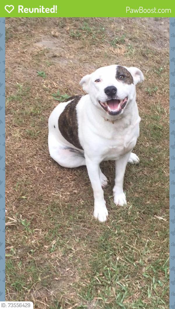Reunited Female Dog last seen Litsea street, Algester,  