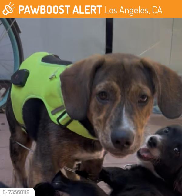 Found/Stray Male Dog last seen Manchester and broadway, Los Angeles, CA 90003