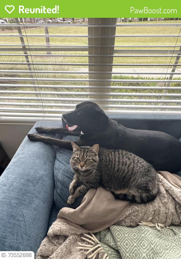 Reunited Female Cat last seen Kingfisher St and Rainbow Trout road, in front of Blue Jay Lane, Flowery Branch, GA 30542