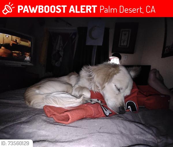 Lost Male Dog last seen Near in palm desert, Palm Desert, CA 92260