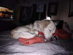 Lost Male Dog last seen Near in palm desert, Palm Desert, CA 92260