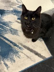 Found/Stray Female Cat last seen Glen way and west pine, Central Point, OR 97502