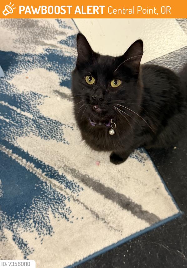 Found/Stray Female Cat last seen Glen way and west pine, Central Point, OR 97502