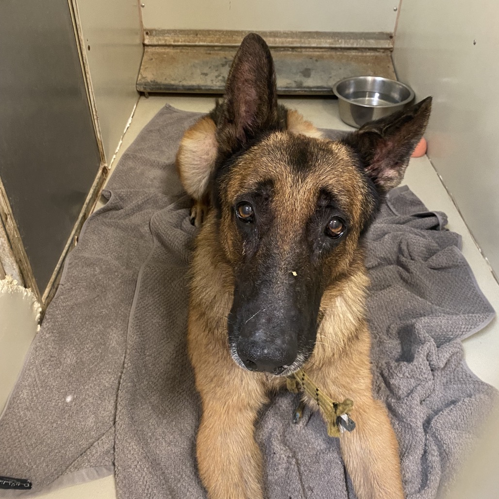 Shelter Stray Unknown Dog last seen , 6621 Westminster Ave, Garden Grove, CA 92844, USA