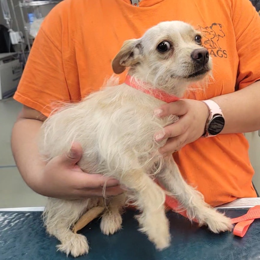 Shelter Stray Female Dog last seen , 6621 Westminster Ave, Garden Grove, CA 92844, USA