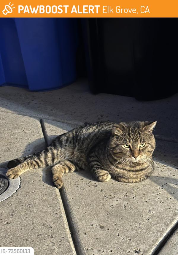 Found/Stray Unknown Cat last seen By the neighborhood across the Dutch bros, Elk Grove, CA 95828