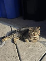 Found/Stray Unknown Cat last seen By the neighborhood across the Dutch bros, Elk Grove, CA 95828