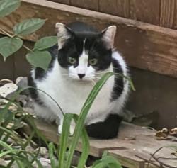 Found/Stray Unknown Cat last seen Jefferson st. and Raven rd., Shorewood, IL 60404