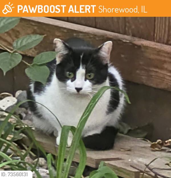 Found/Stray Unknown Cat last seen Jefferson st. and Raven rd., Shorewood, IL 60404