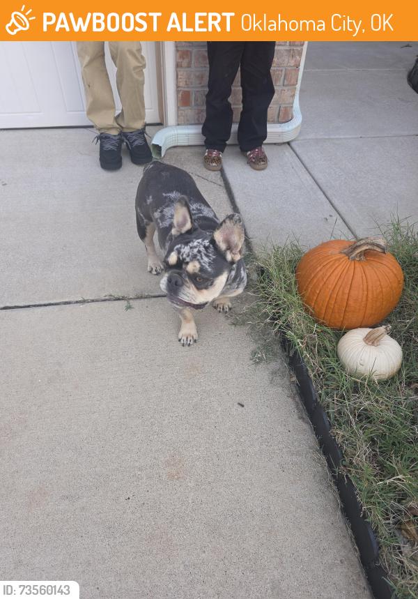 Found/Stray Male Dog last seen The Waters, Oklahoma City, OK 73149