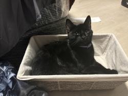 Lost Male Cat last seen Near W Superstition Blvd Apache Junction, AZ, Apache Junction, AZ 85120