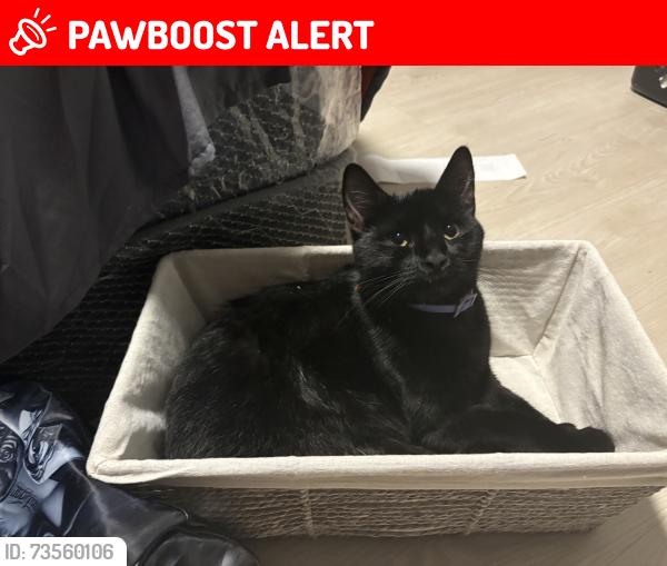 Lost Male Cat last seen Near W Superstition Blvd Apache Junction, AZ, Apache Junction, AZ 85120
