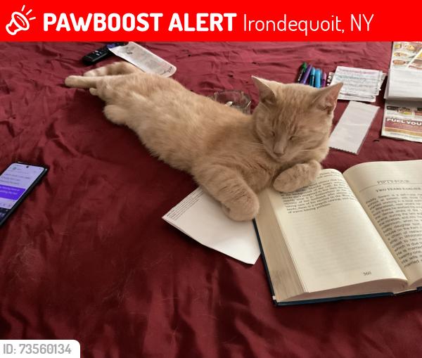 Lost Male Cat last seen Ridge Road East, Irondequoit, NY 14622