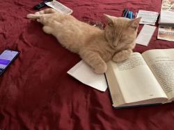Lost Male Cat last seen Ridge Road East, Irondequoit, NY 14622