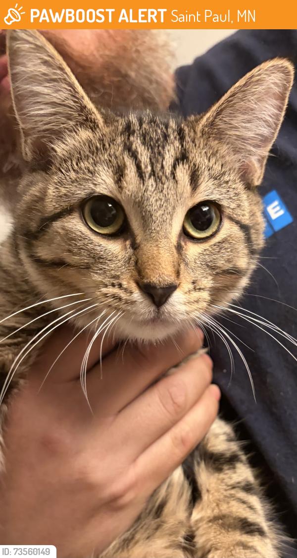 Found/Stray Unknown Cat last seen Reaney and Forest, Saint Paul, MN 55106