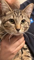 Found/Stray Unknown Cat last seen Reaney and Forest, Saint Paul, MN 55106