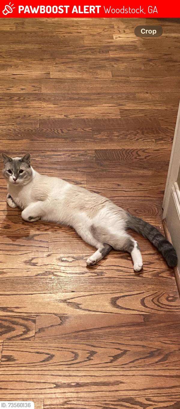 Lost Male Cat last seen Persimmon Trail & Ragsdale Rd, Woodstock, GA 30188
