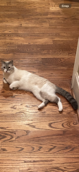 Lost Male Cat last seen Persimmon Trail & Ragsdale Rd, Woodstock, GA 30188