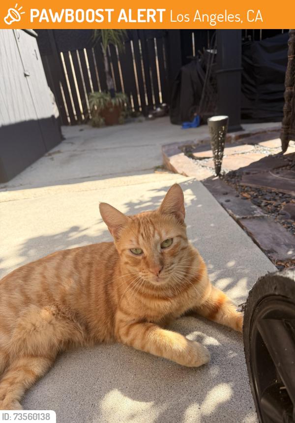 Found/Stray Unknown Cat last seen 17th & Leland, Los Angeles, CA 90731