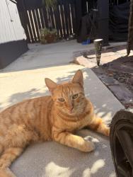 Found/Stray Unknown Cat last seen 17th & Leland, Los Angeles, CA 90731