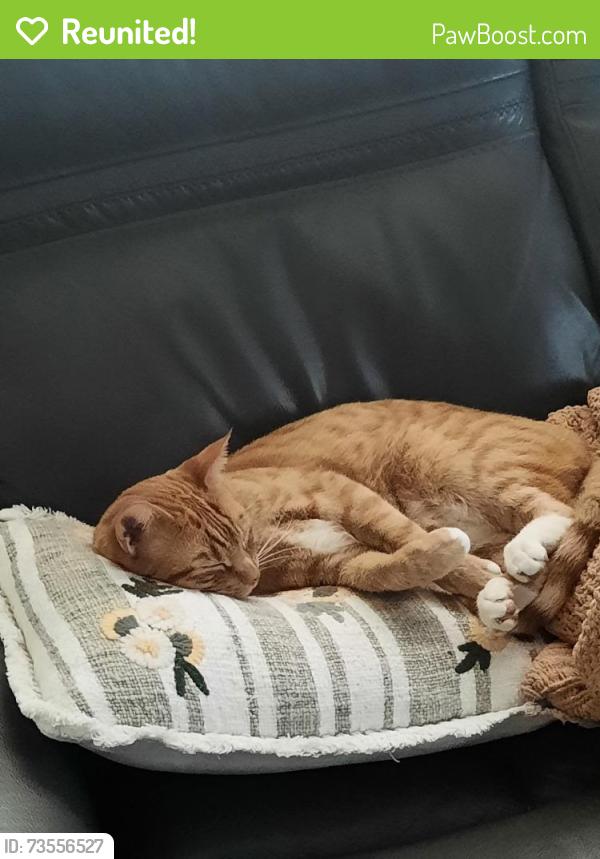 Reunited Male Cat last seen 5th ave Nth, Nampa, ID 83687