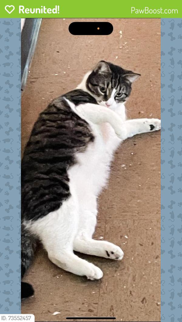Reunited Male Cat last seen Near Parker Ave, Poughkeepsie, NY 12601, USA, Poughkeepsie, NY 12601