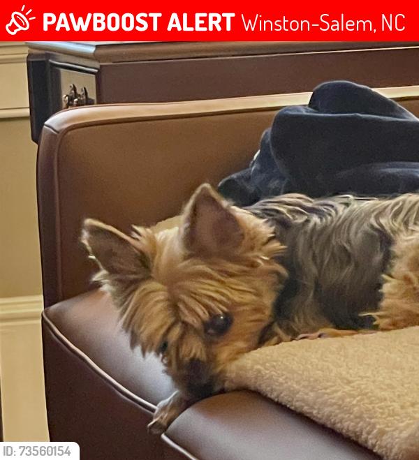 Lost Female Dog last seen Friendship Ledford Rd and Gumtree rd, Winston-Salem, NC 27107