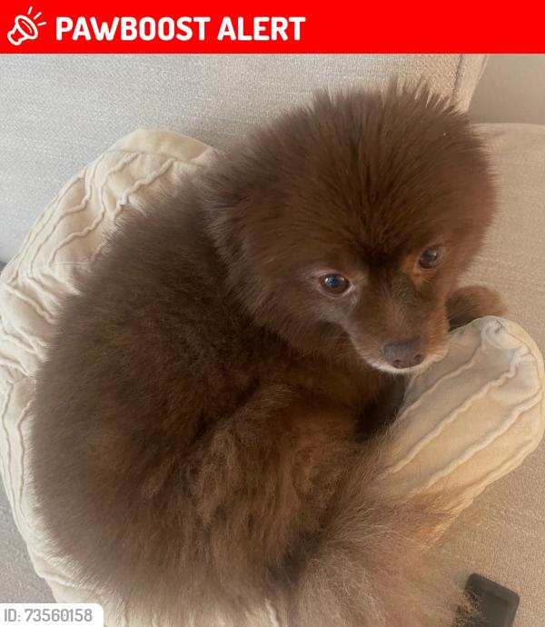 Lost Female Dog last seen NW 82 ave and 182 street, Palm Springs North, FL 33015