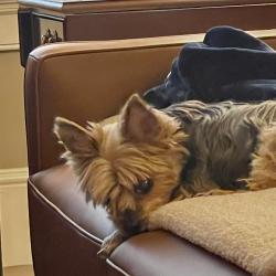 Lost Female Dog last seen Friendship Ledford Rd and Gumtree rd, Winston-Salem, NC 27107
