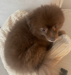 Lost Female Dog last seen NW 82 ave and 182 street, Palm Springs North, FL 33015