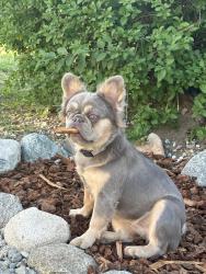 Lost Female Dog last seen Euclid and I street in Ontario, Ontario, CA 91762