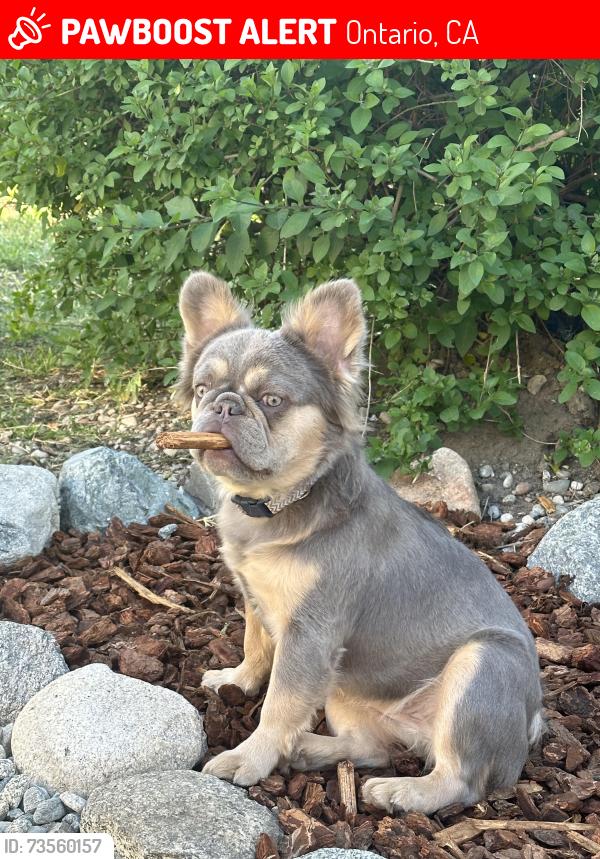 Lost Female Dog last seen Euclid and I street in Ontario, Ontario, CA 91762