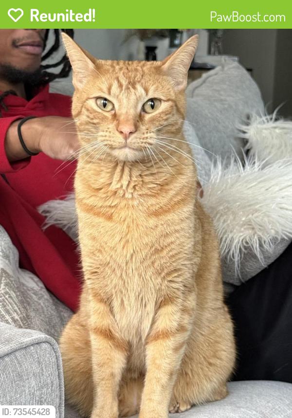 Reunited Male Cat last seen At home, Crowley, TX 76036