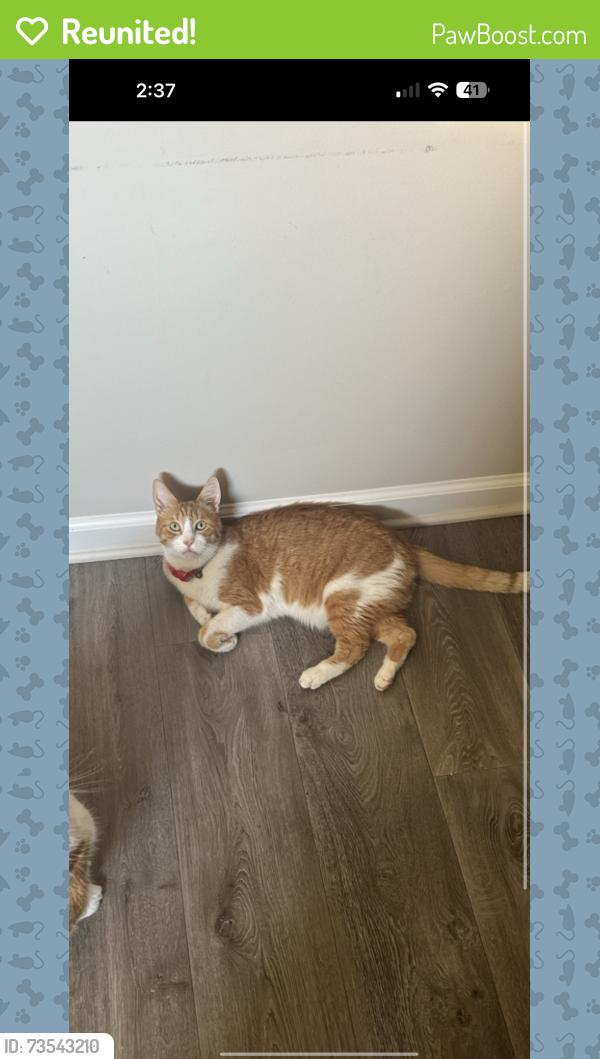 Reunited Male Cat last seen Catalina, Henry County, GA 30252