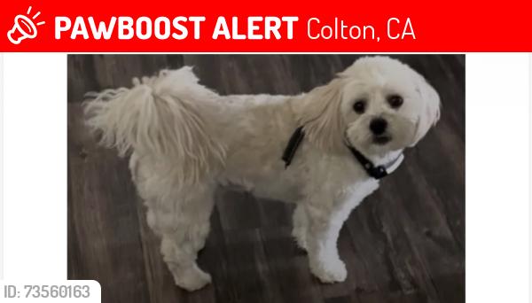 Lost Male Dog last seen North Martinez lane and eucalyptus, Colton, CA 92324