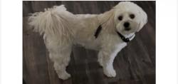 Lost Male Dog last seen North Martinez lane and eucalyptus, Colton, CA 92324
