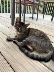 Reunited Female Cat last seen Near Houseman Field (Houseman Ave & Fountain Street NE), Grand Rapids, MI 49503