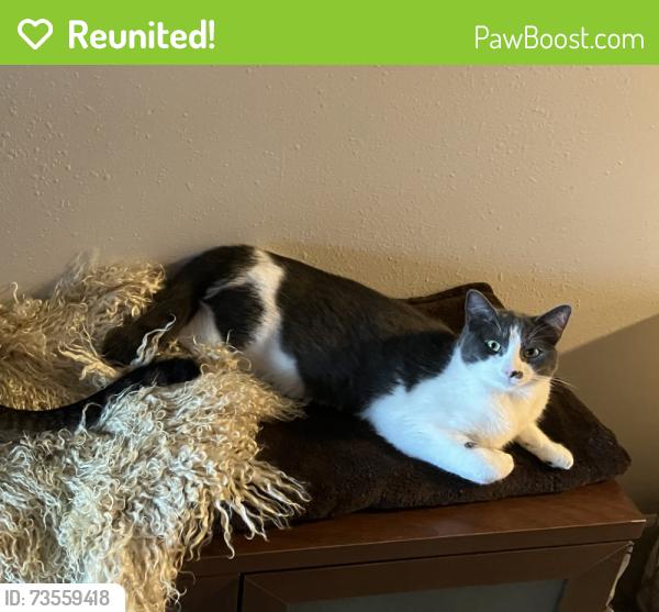 Reunited Male Cat last seen 35ave Sw and 102nd st, Seattle, WA 98146