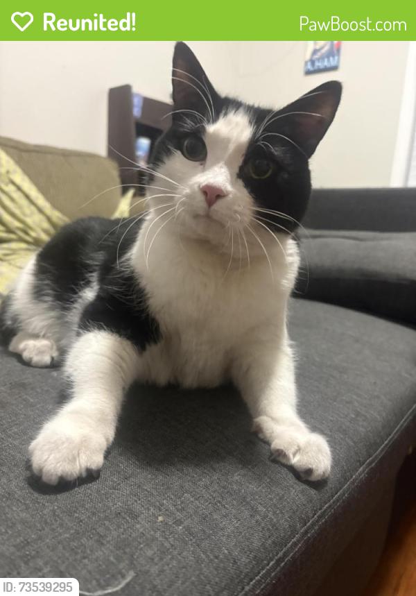 Reunited Male Cat last seen Norwood and Sherman, Grand Rapids, MI 49506