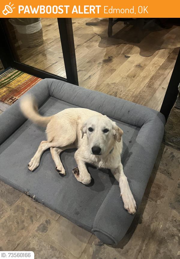 Found/Stray Female Dog last seen Sorghum Mill & Anderson Rd, Edmond, OK 73034