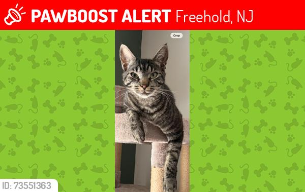 Lost Male Cat last seen Dogwood Lane, Freehold, NJ 07728